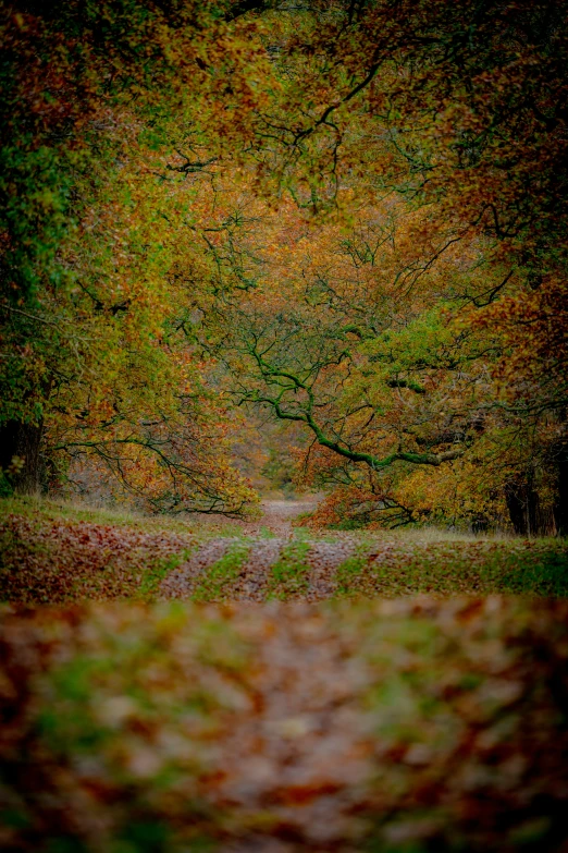 the ground is littered with fallen leaves