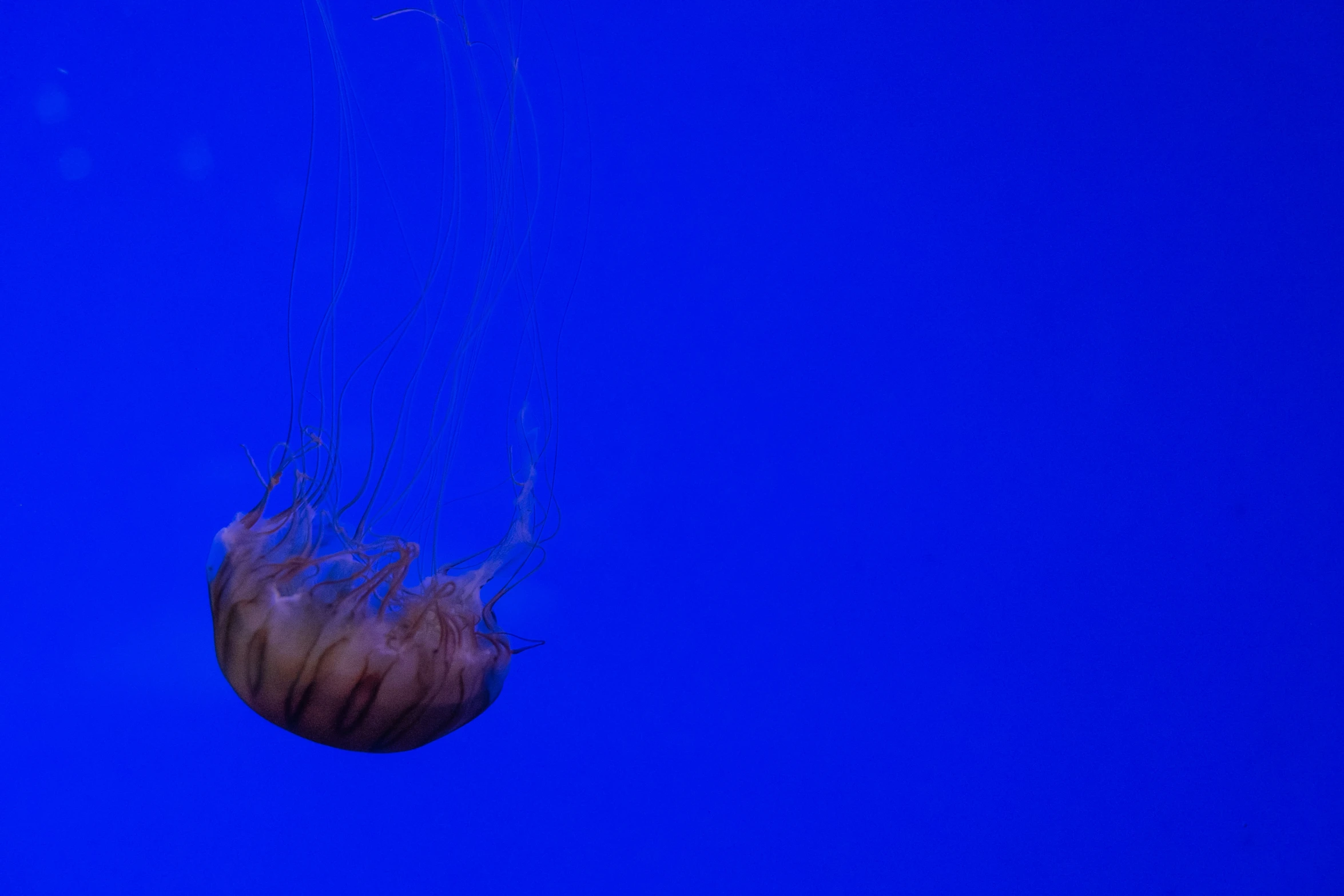 a jellyfish in the air with its mouth open