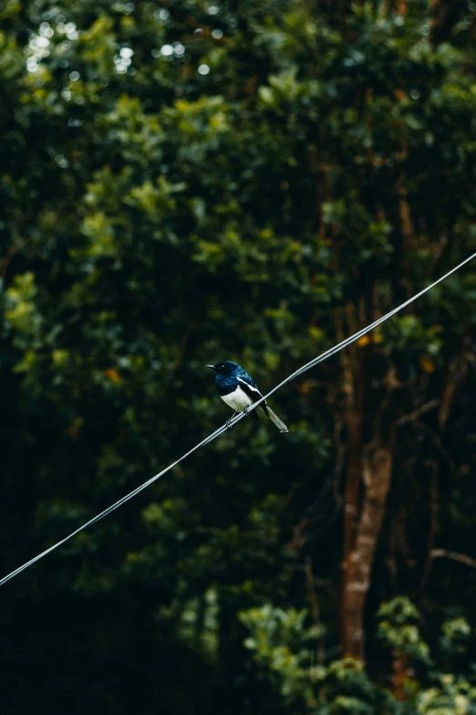 a small bird sitting on a telephone line near some trees