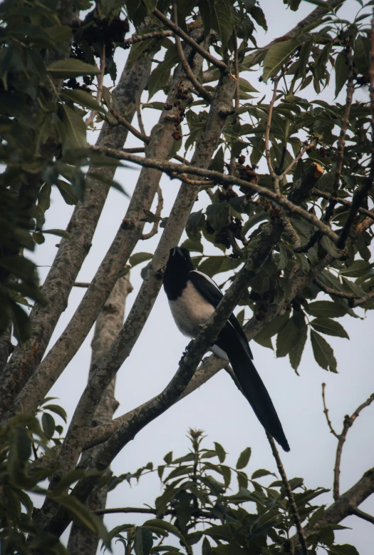 a black and white bird is perched in a tree