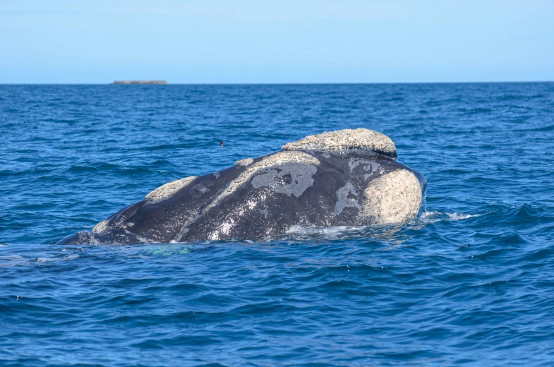 a whale that has its head above the water