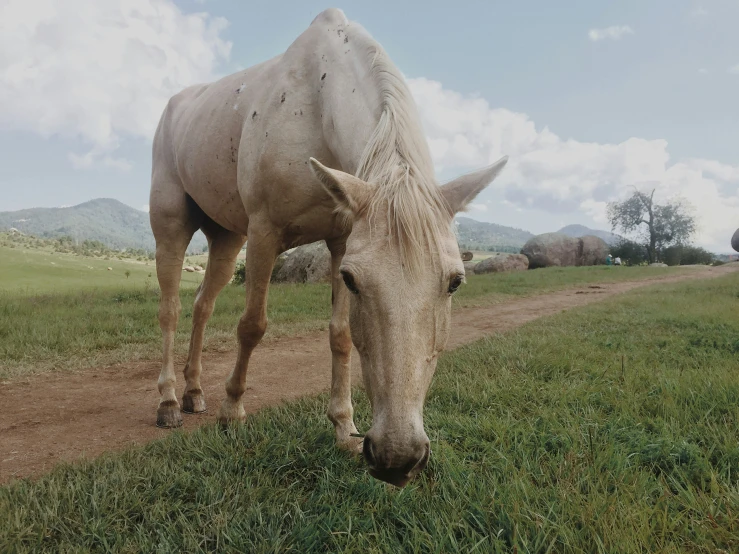 a horse eating grass on the side of a road