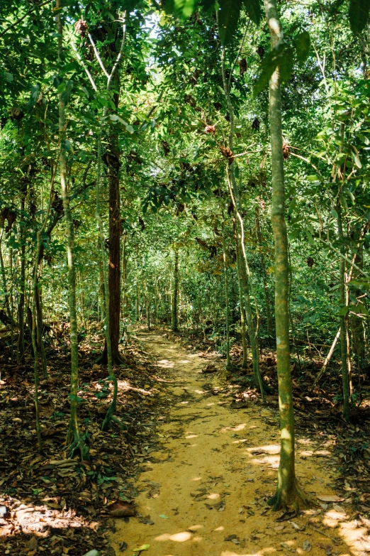 this trail splits through the middle of a forest