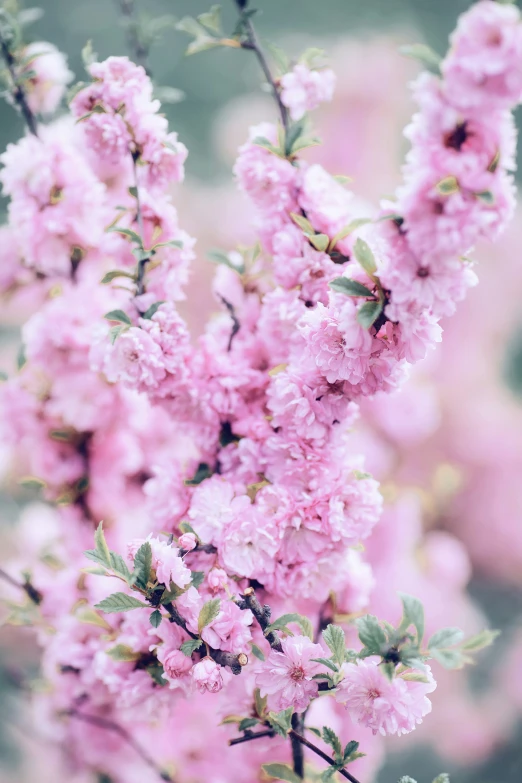 a picture of pink flowers and nches