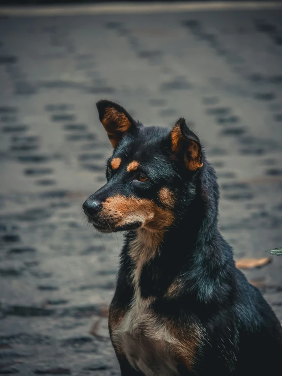 a black and brown dog standing next to a wet ground