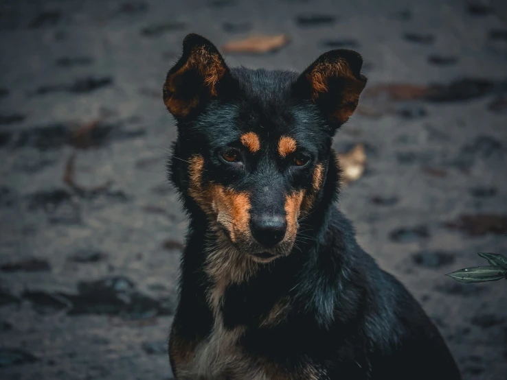 a black and tan dog looking intently at the camera