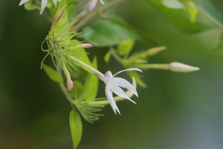 a small white flower sitting on top of a green plant