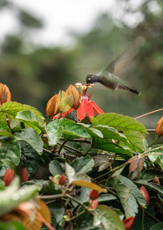 the bird is flying next to a flower