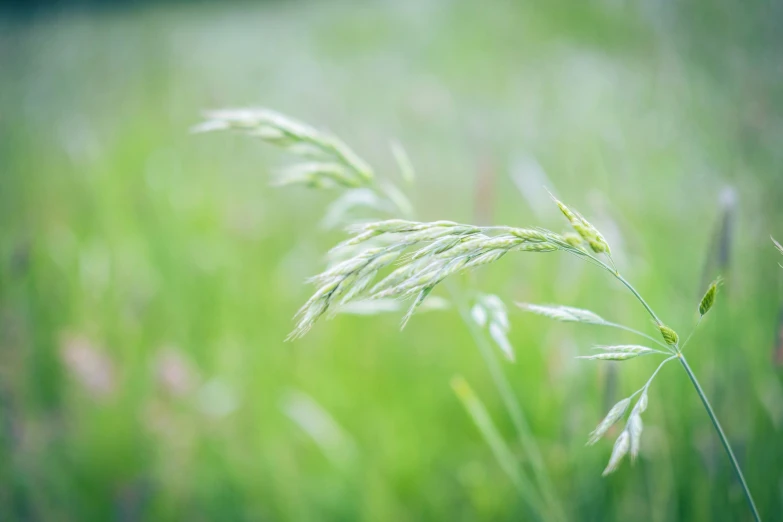 a close up image of some grass on a field