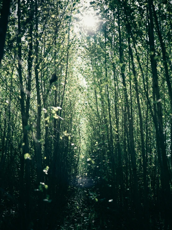 the sunlight shines through the trees of a tunnel of tall grass