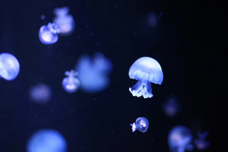 some blue jelly fish floating in an aquarium