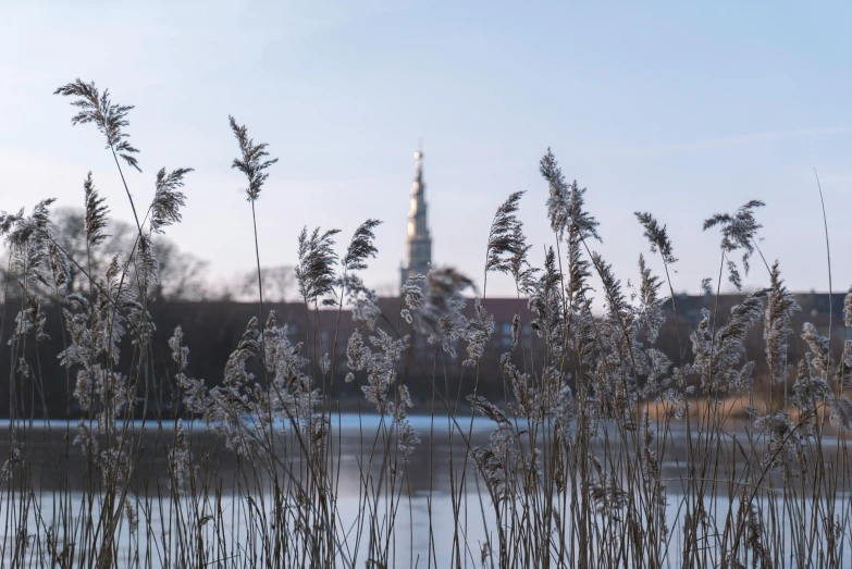 long thin, droopy stalks of grasses in front of a building and lake