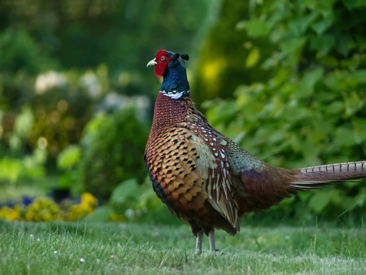 the bird is walking on the grass near some trees