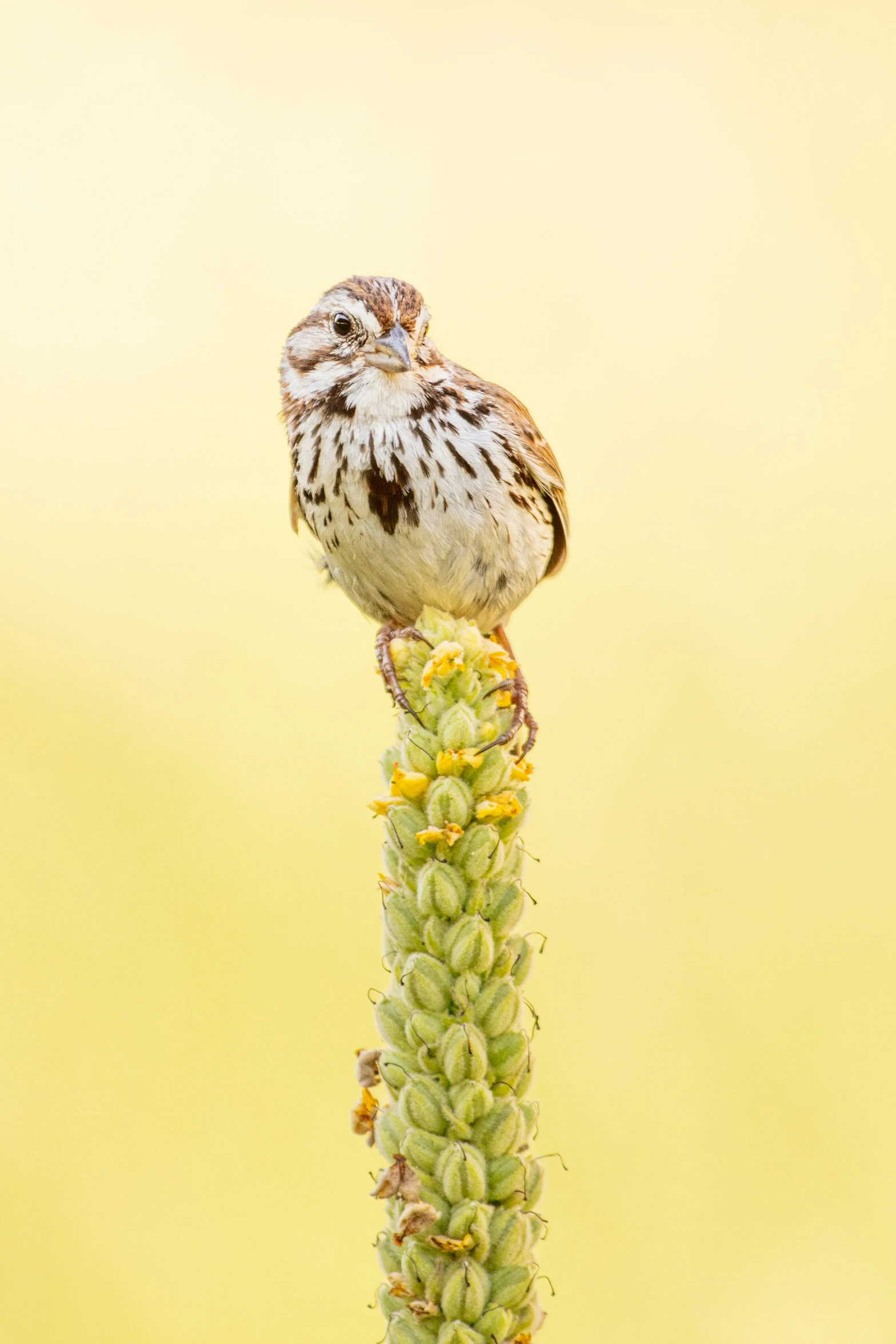 small bird sitting on top of a tall green flower