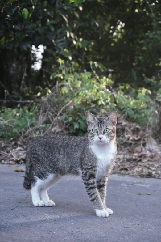 a gray and white cat is standing in the middle of a road