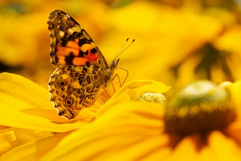 a large brown erfly standing on a yellow flower