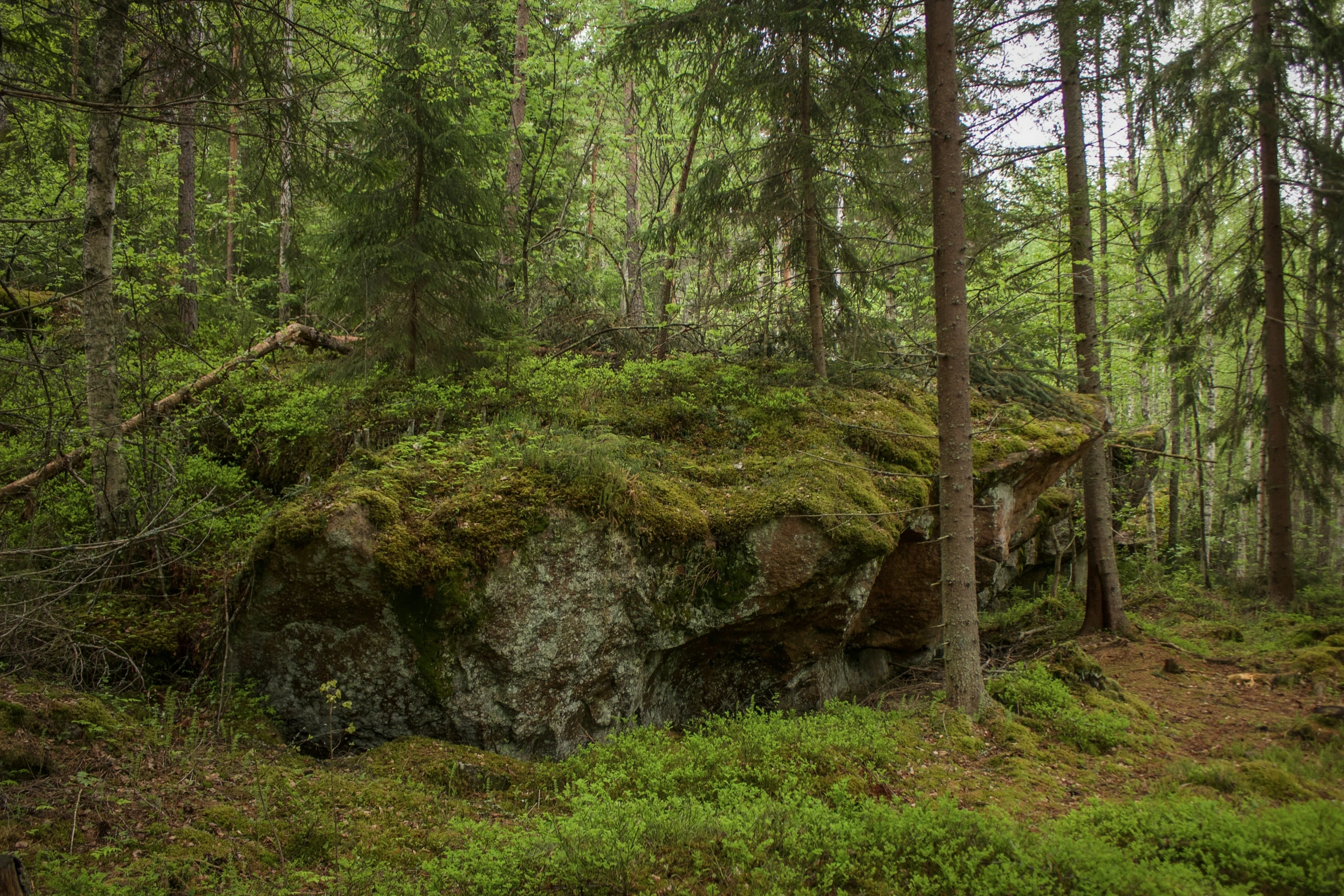 a very large rock near the ground in the woods