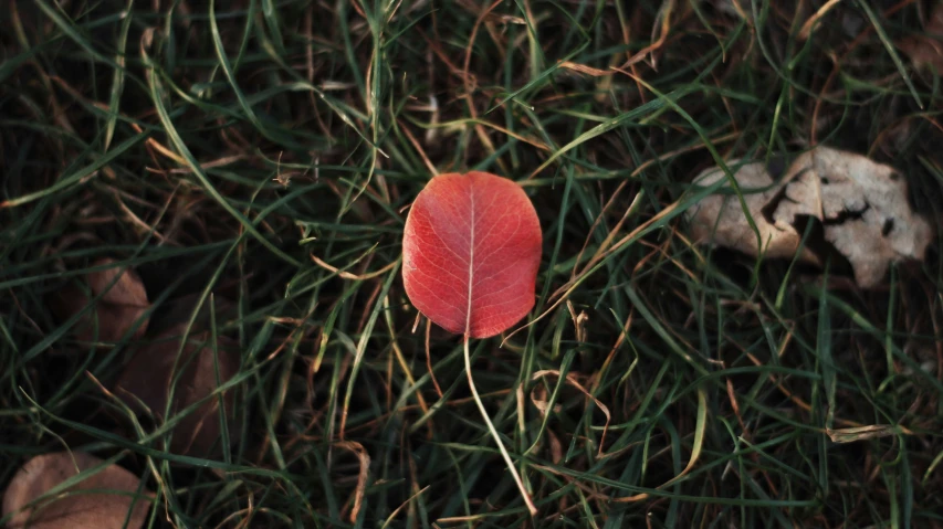 a red leaf sitting in some green grass