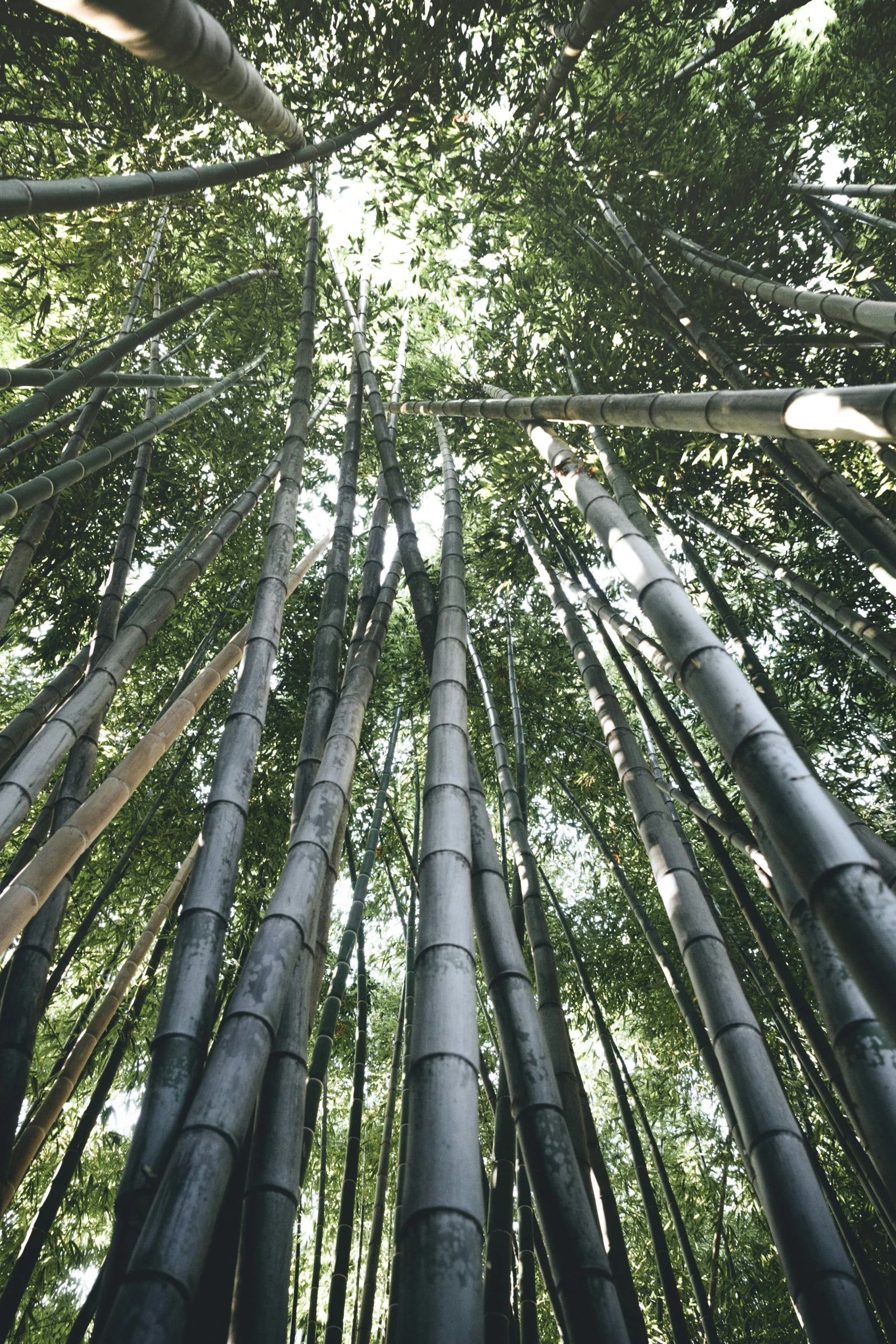 a group of bamboo trees stands near many other trees