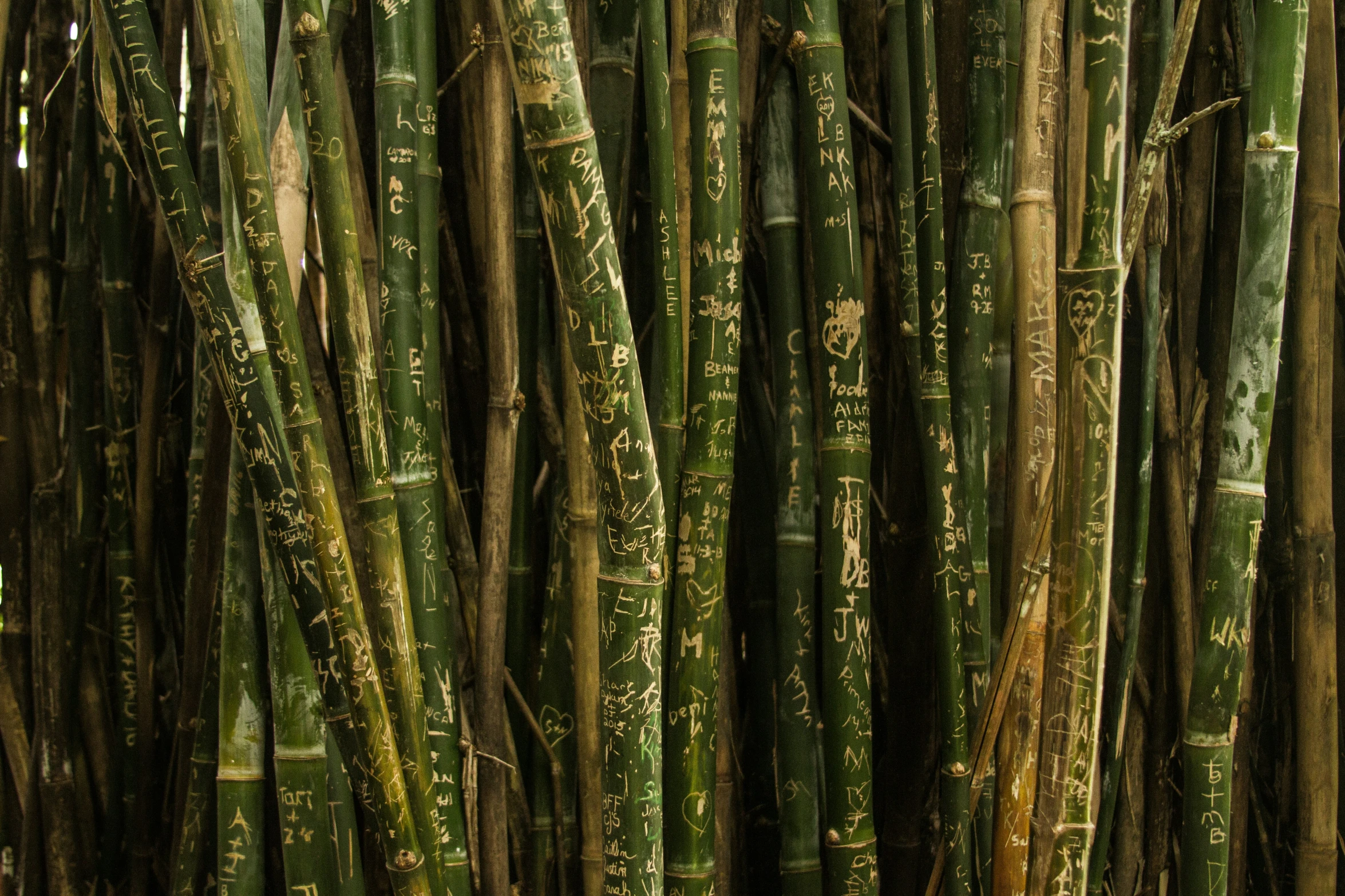 many tall bamboo trees in a forest