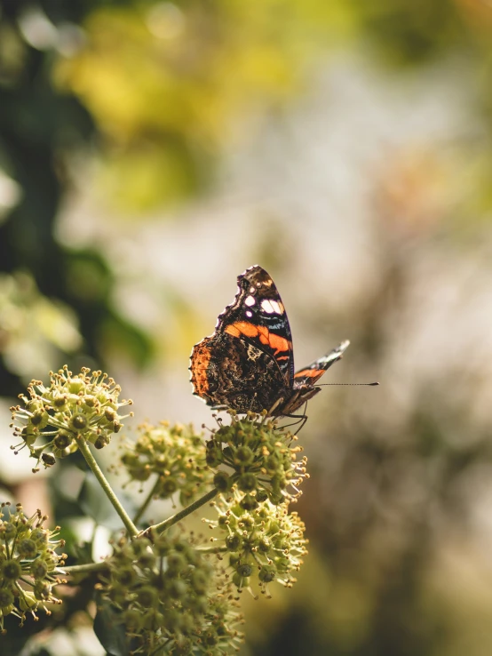 a close up of a erfly on a flower