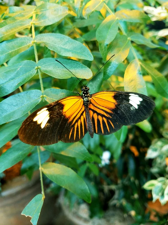 a erfly resting on a green leaf