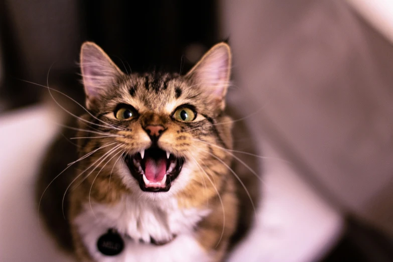 a cat sitting in a bowl with it's mouth open