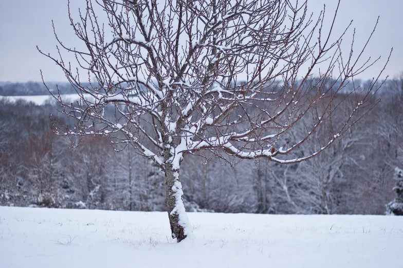 a large tree covered in snow and surrounded by forest