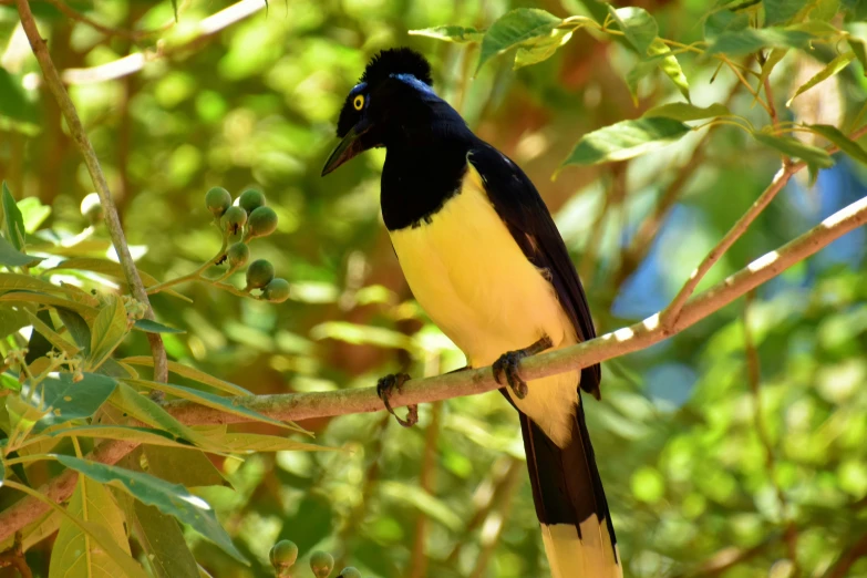 a small black and yellow bird is sitting on a tree nch