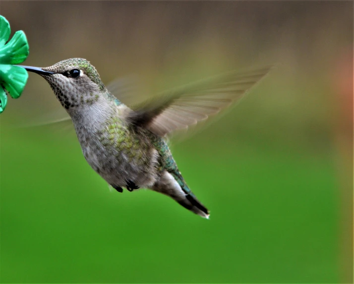 a hummingbird is flying toward a green bow