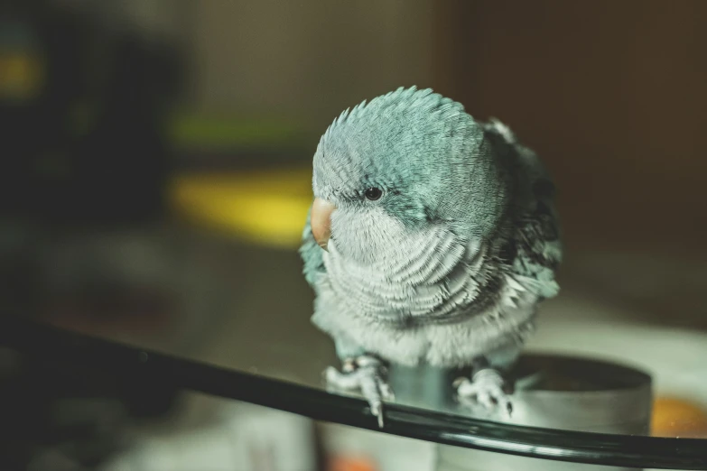 a small bird sits on top of a table