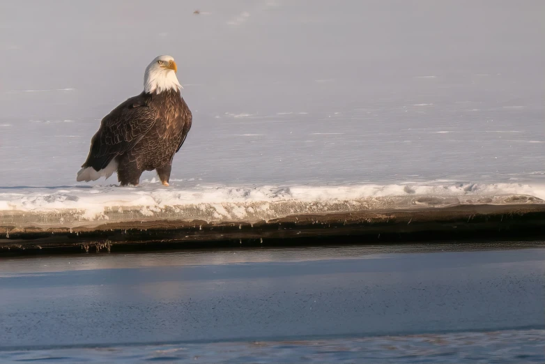 a large white eagle standing next to the ocean