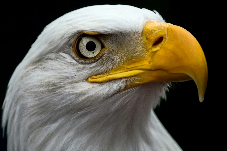 an eagle looks with yellow beak in front of black background