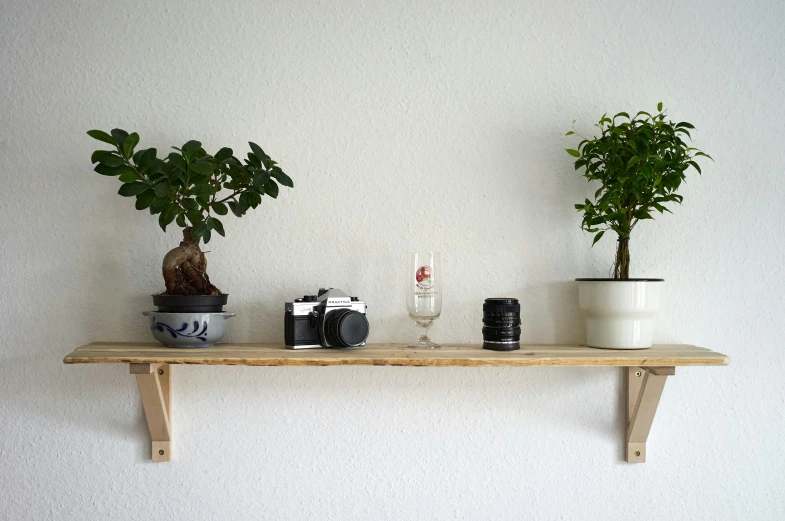 some plant's on top of a shelf with two bottles