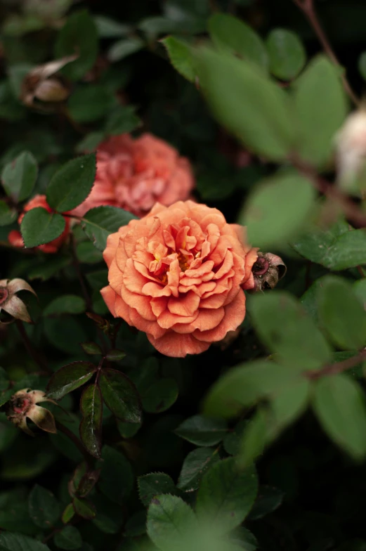 a peach colored flower that is surrounded by leaves