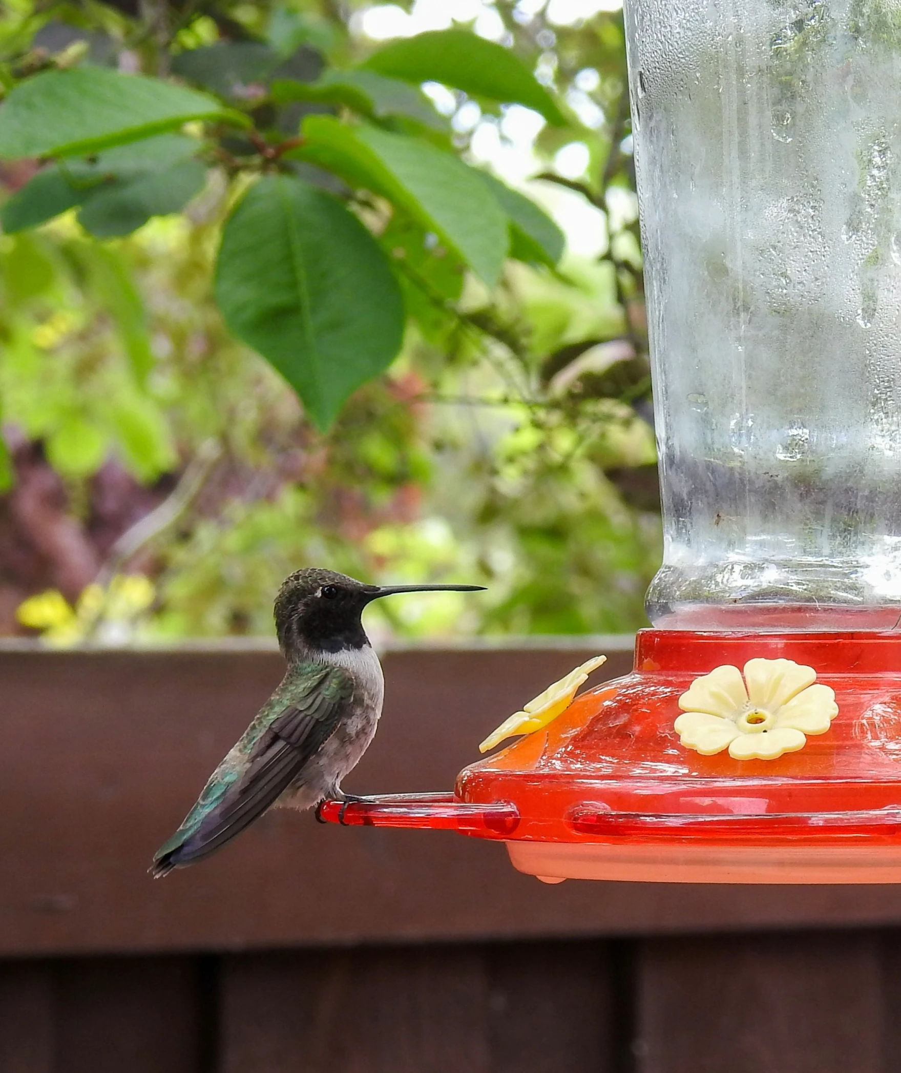 a small bird sitting on a hummingbird feeder