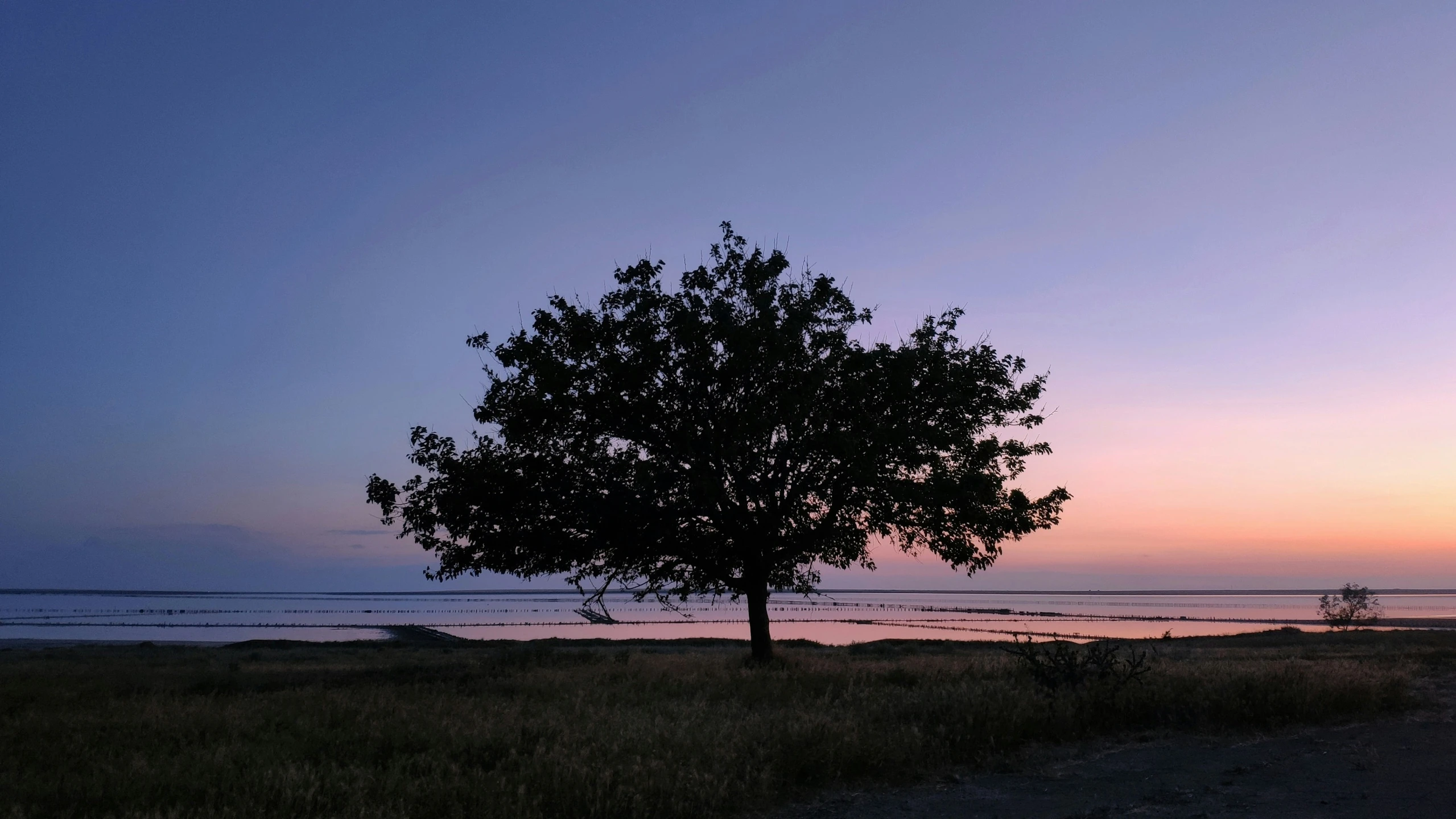 the tree in the middle of the field is silhouetted by the setting sun