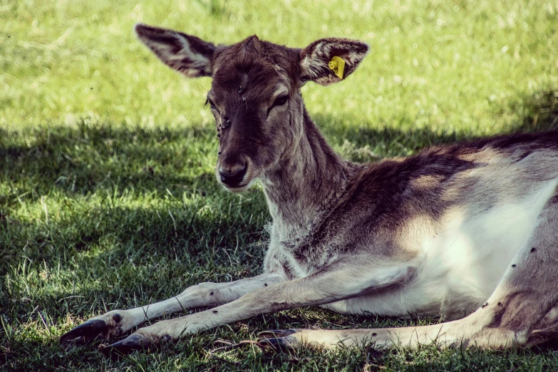 an adorable deer is laying down in the grass