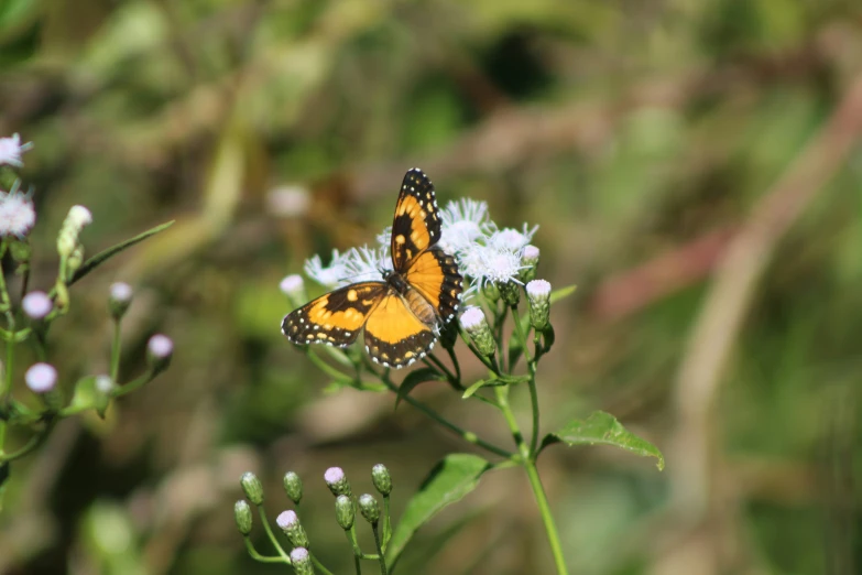 a single yellow erfly sits on a flower