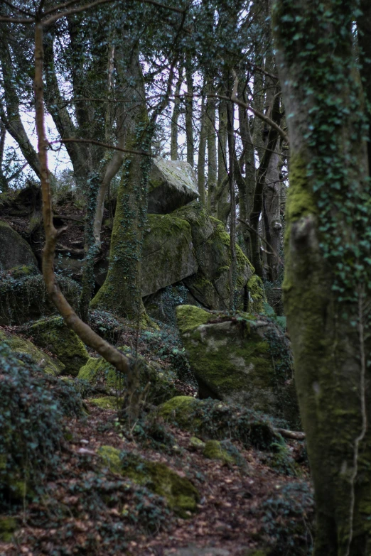 trees, rocks, and moss cover a hill in the woods