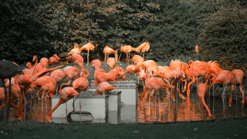 many flamingos are walking around the water