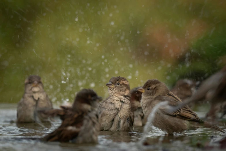 a number of small birds in water near one another