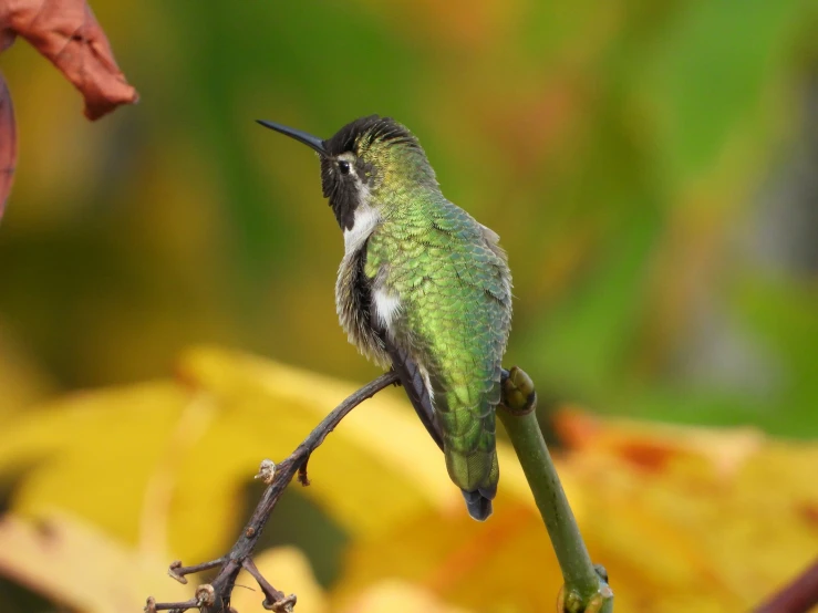 a hummingbird is sitting on a thin tree nch