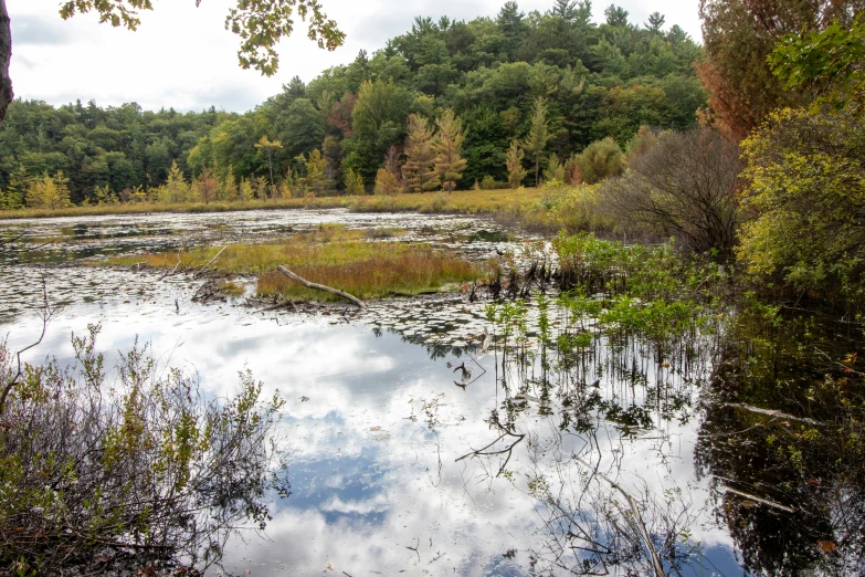 there is a small lake in the middle of the woods