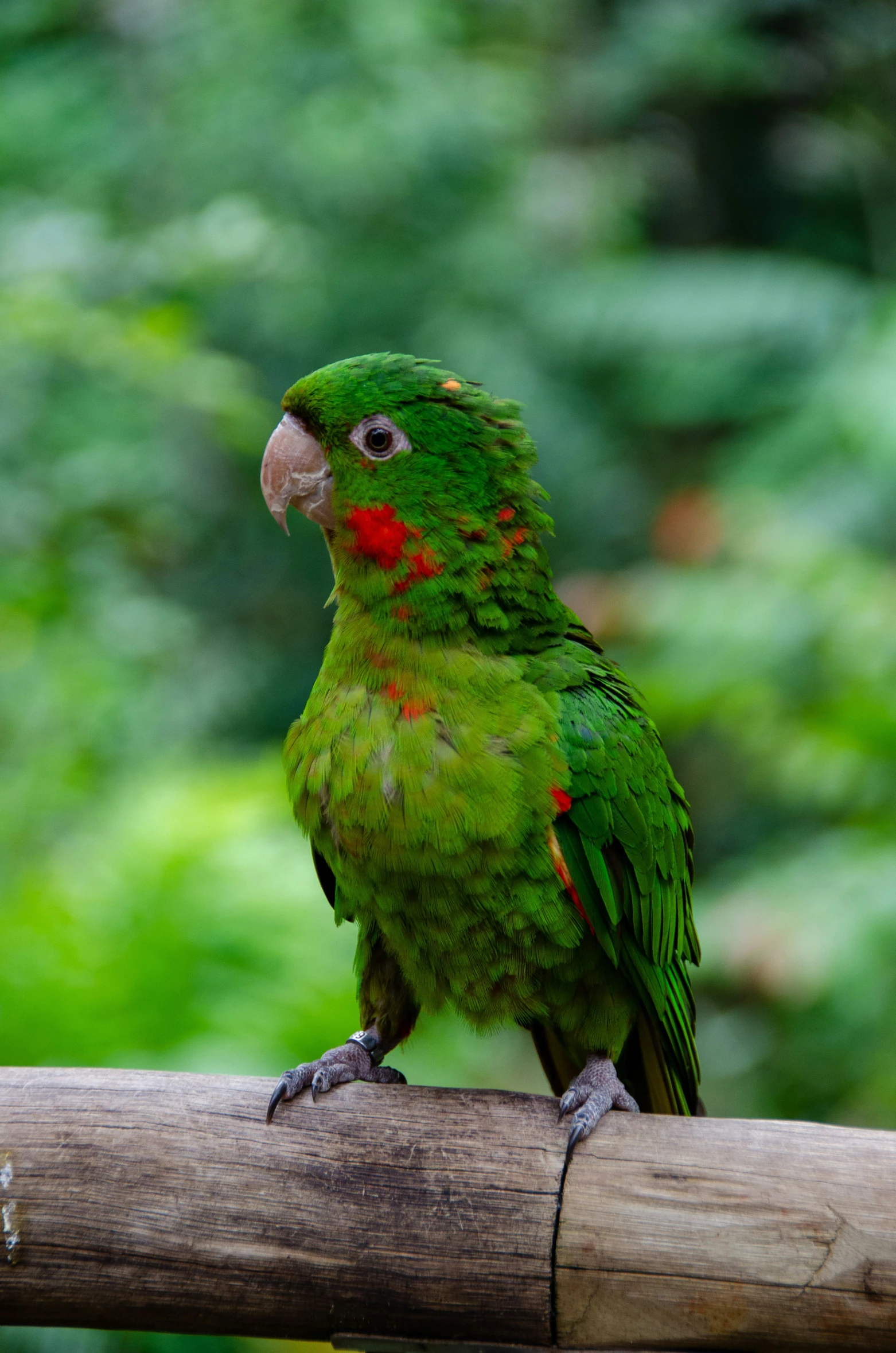 a green parrot sits on a nch with trees in the background