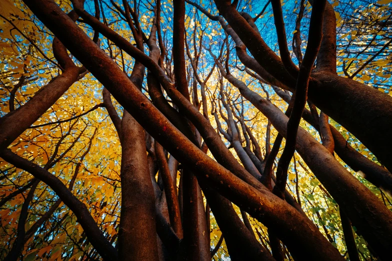 trees with yellow leaves on them in a park