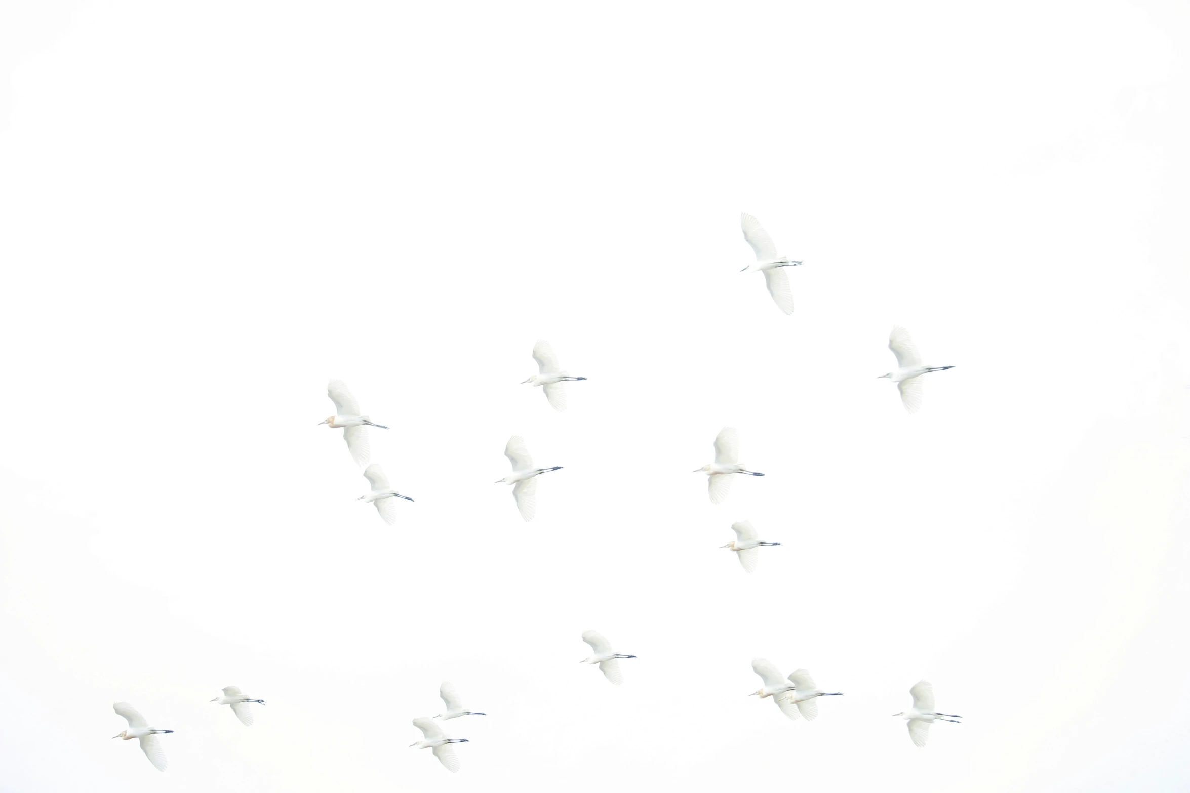 a flock of birds are flying in the air