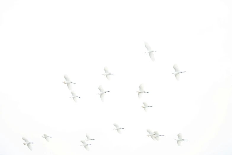 a flock of birds are flying in the air