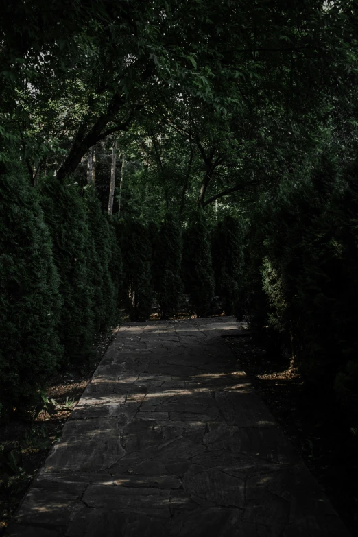 a road covered in leaf filled trees in the middle of a forest