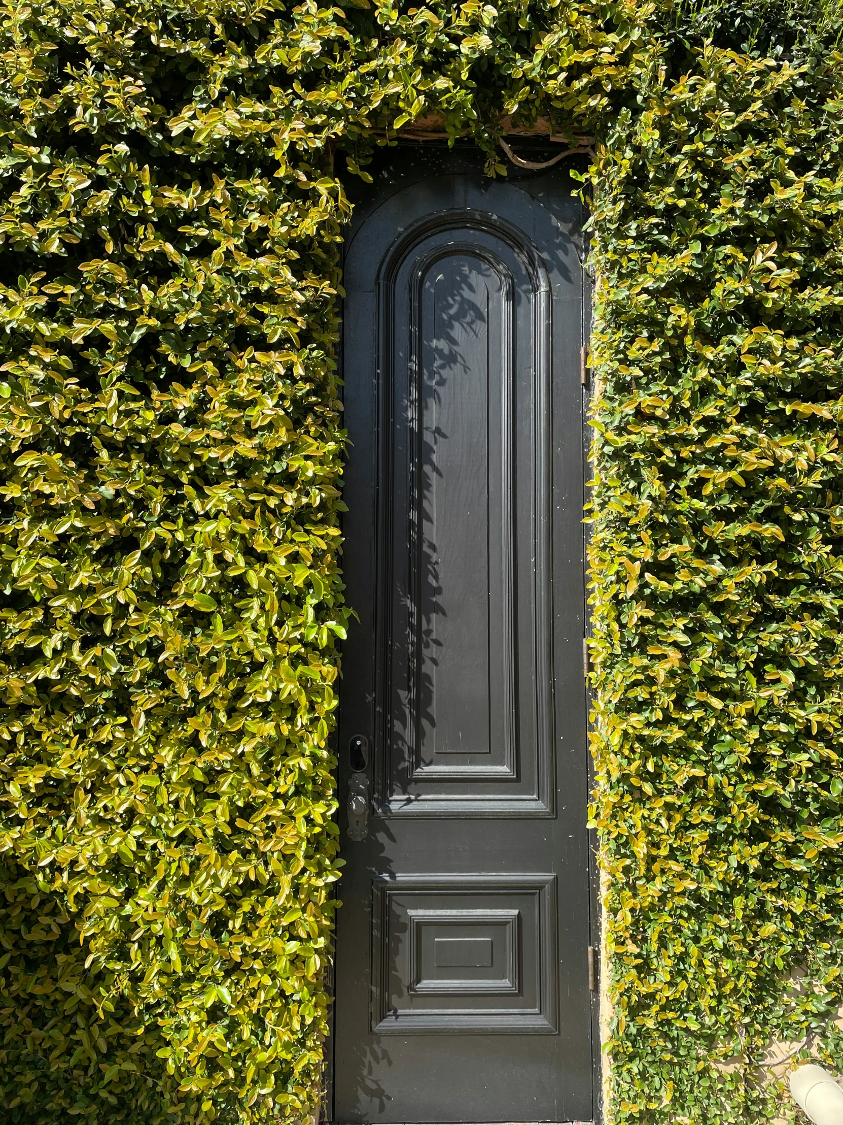 the top half of a door is surrounded by green plants
